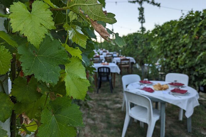 Guided Walk and Lunch in the Vineyard in Alba - Group size, language, and practical comfort