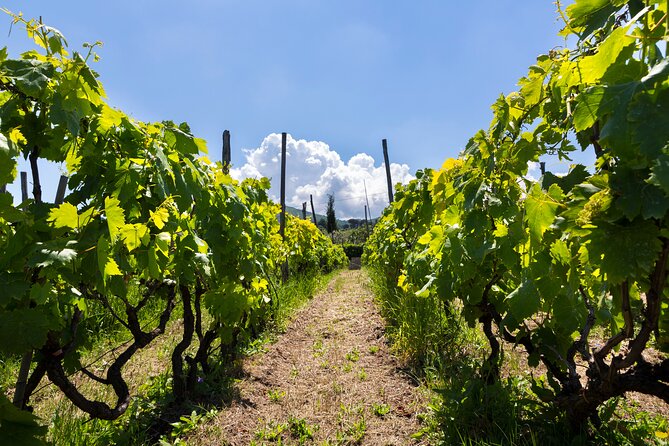 Guided Wine Tasting Experience in a Roman Vineyard - Key points to know before booking