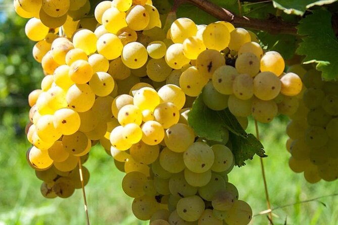 Guided Wine Tasting Experience in a Roman Vineyard - What happens during the two-hour visit