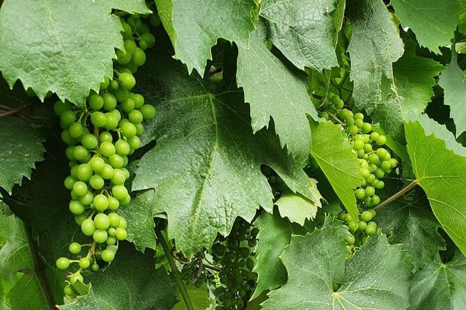 Guided Wine Tasting Experience in a Roman Vineyard - Who will enjoy this outing most