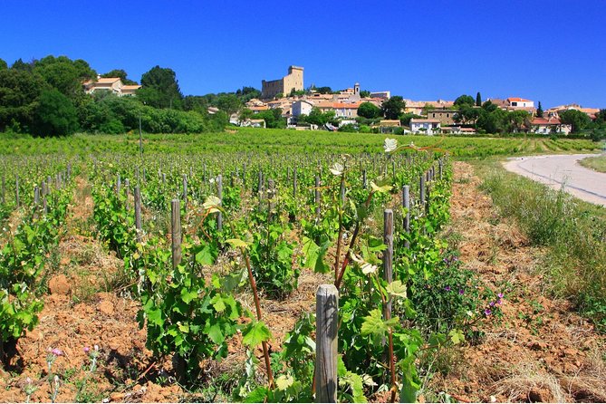 Half Day Great Vineyard Tour from Avignon - Who should book this experience?