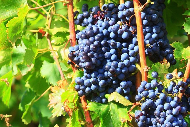 Half Day Great Vineyard Tour from Avignon - Châteauneuf-du-Pape and the Southern Rhône
