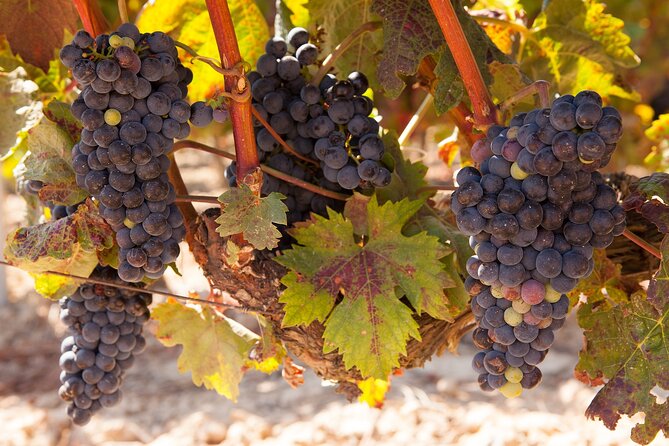 Half-Day North Georgia Wine Country Tour From Atlanta - Key points to know before you book