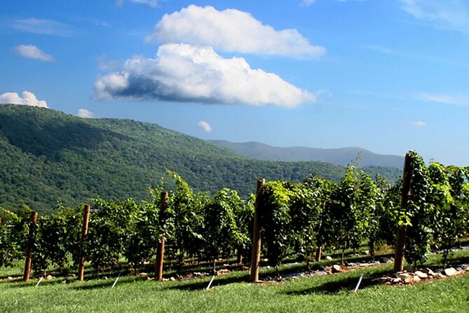 Half-Day North Georgia Wine Country Tour From Atlanta - Canoe Vineyards gives you the first taste