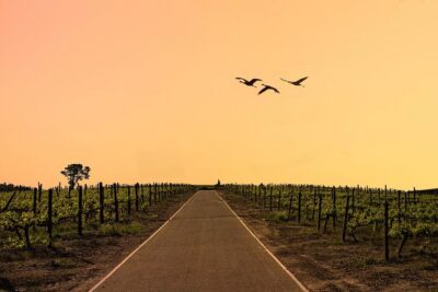 Half-Day Stellenbosch Winelands Tour from Cape Town