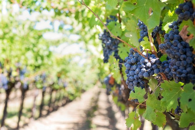 Half-Day Stellenbosch Winelands Tour from Cape Town - Zevenwacht Cellar and Vineyards
