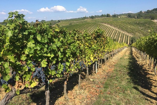 HALF-DAY Tour to Chianti Wine Region: CHIANTI COLORS & FLAVORS - Second winery: compare another Tuscan cellar