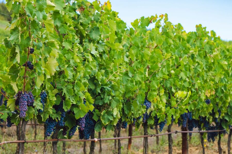 Half-Day Trip from Madrid: Alcalá de Henares & Winery Visit - Key points to know before booking
