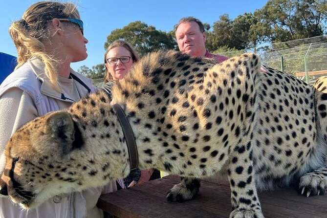 Helicopter, Boat Cruise, Big 5 Safari and Winelands Scenic Experience in 4 Days. - Day 4: Cheetah conservation and two very different wine estates