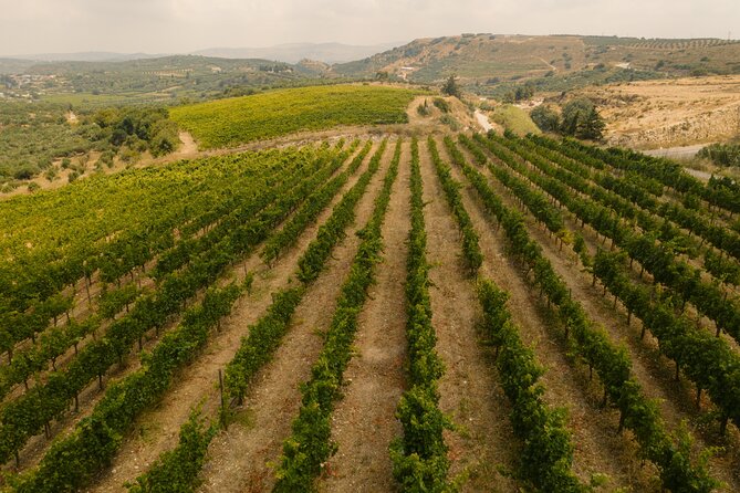 Heraklion Private Half-Day Gastronomy Diaries Experience in Lyrarakis Winery - Tasting wine and olive oil beneath the olive tree