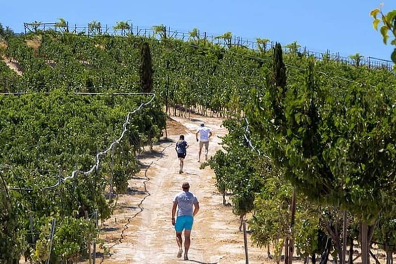 HERAKLION: Wine tasting at Douloufakis Vineyards ARISMARI - A short walk that gives the wine context