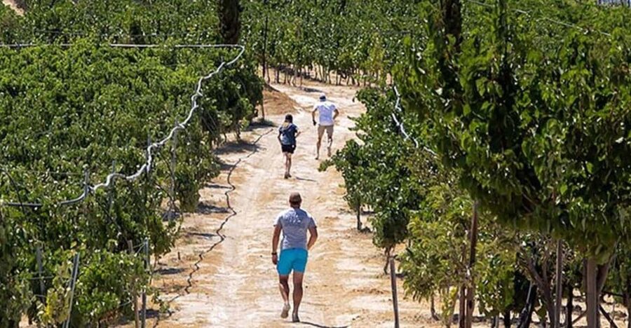 HERAKLION: Wine tasting at Douloufakis Vineyards ARISMARI - What the 1.5-hour schedule feels like
