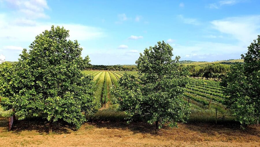 Herdade Canal Caveira - Winery Visit 4 Wines & Tapas - Who will enjoy Herdade Canal Caveira most?