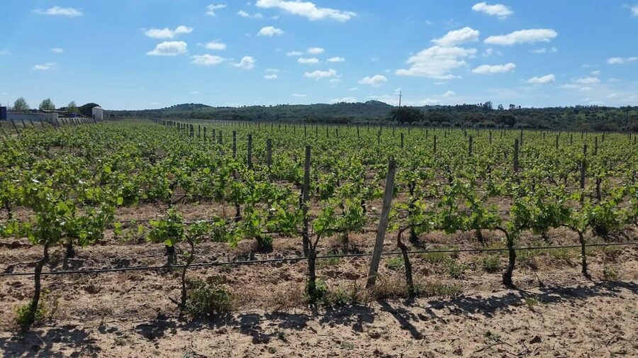 Herdade Canal Caveira Winery Visit with TOP5 Wines & Tapas - Why Herdade Canal Caveira makes an appealing wine stop