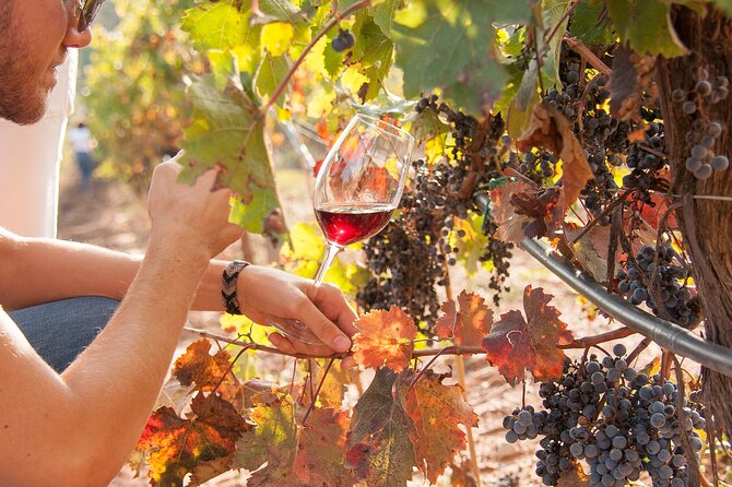 High-End Vineyard Escape: Cava, Tapas & Wine | Private Tour - Ca n’Estella and the 18th-century masia