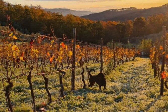 Honest Wines- Wine tasting at Cantina Biagiotti - A family winery in the hills outside Lucca