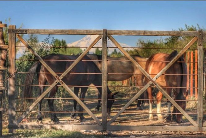 Horseback ride through vineyards followed by gourmet lunch - Lunlunta on horseback: what the 90 minutes feels like