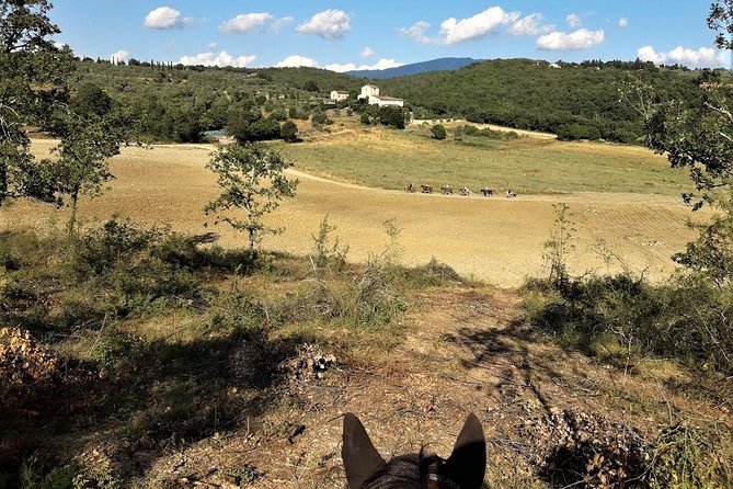 Horseback Riding in the Vineyards - Who will enjoy this ride most