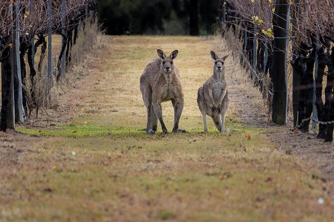 Hunter Valley Wine Tour from Sydney: 3 Wineries & Vineyard Picnic - De Bortoli and a Family Winery Story