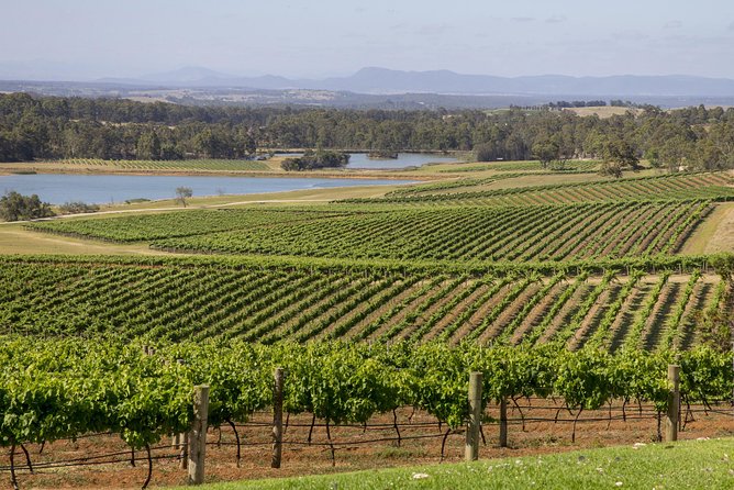 Hunter Valley Wine Tour from Sydney with Lunch and 3 Cellar Door Tastings - The scenery and surprise kangaroos