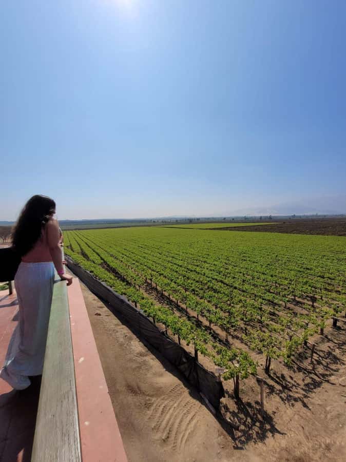 ICA: Pisco and Wine Route with tasting in 03 Wineries - Hacienda Tacama: Start with the Pisco Story