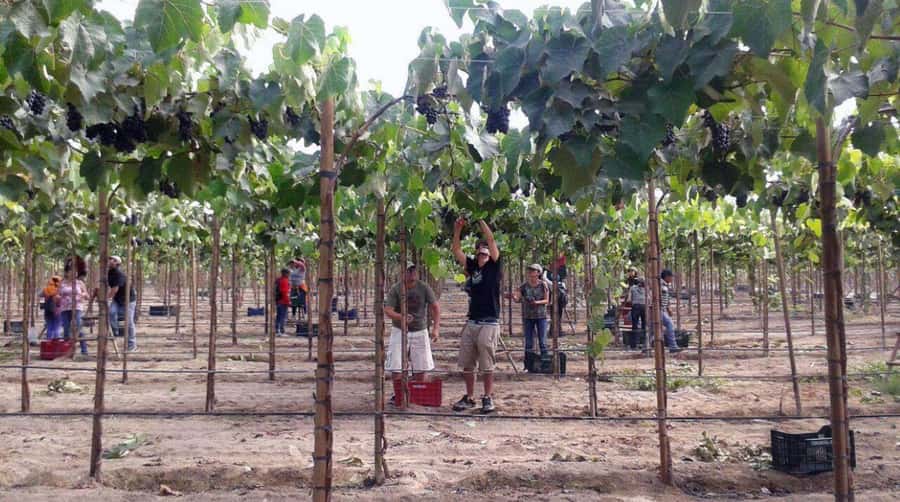 Ica: Tacama Winery and Pisco Tasting Tour with Hotel Pickup - Timing, comfort, and the strange three-day label
