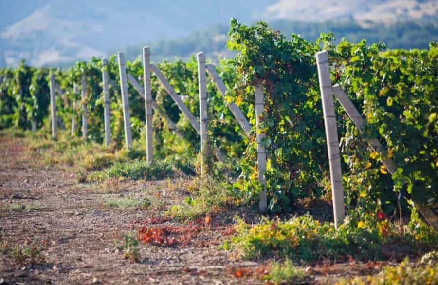 Ica: Winery Tour with Pisco and Wine Tasting - Why this Ica Pisco tour is worth your afternoon