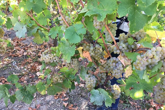 ICONICS Tour: 1/2 day on the Wine Route, visit of 2 Villages + Tasting. - Key points to know before booking