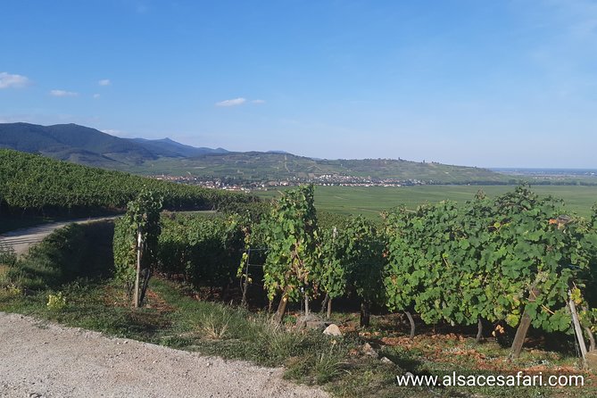 ICONICS Tour: 1/2 day on the Wine Route, visit of 2 Villages + Tasting. - Why this Colmar wine tour works so well