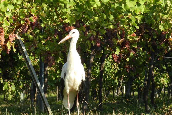 ICONICS Tour: 1/2 day on the Wine Route, visit of 2 Villages + Tasting. - Who should book this half-day outing?