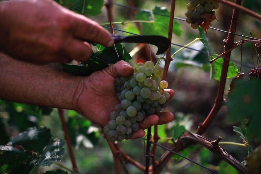 Ischia: Vineyard Tour & Wine Tasting Experience w/ Transfers - Walking through the vineyard above the sea