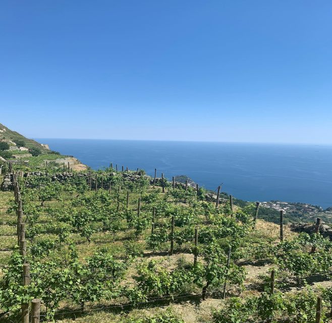 Ischia: Vineyard Tour & Wine Tasting Experience w/ Transfers - Who will enjoy this three-hour visit most