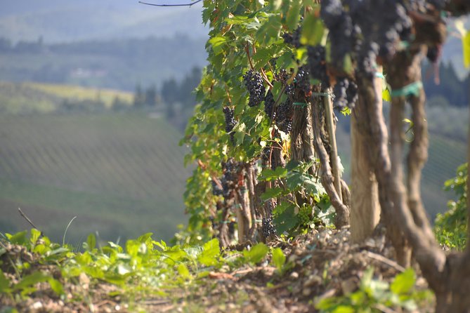 It's Wine Time! 2 wineries & farm-to-table lunch—max 8 pp - Why the small group changes the experience