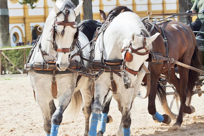 Jerez & Cadiz Winery with Tasting & Opt Horse Show from Seville - Booking advice and cancellation