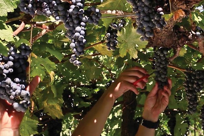 Jolimont Winery Tour - Visitation and Tasting - Canela RS - The vineyard views are part of the visit