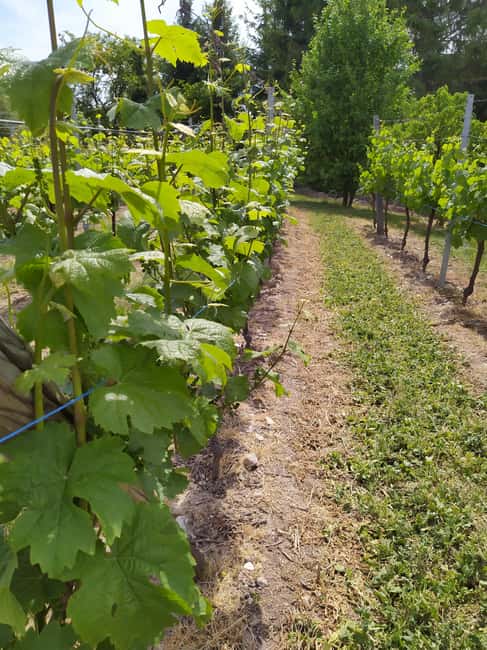 Kaysersberg Vineyard Discover the vineyard and wine, Domaine Meyer-Krumb - Who will enjoy this one-hour visit