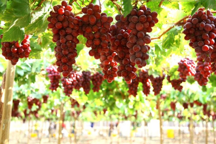 Kefalonia: Private Wine Tasting with Vineyard Tour - Sarris Winery near Avithos Beach