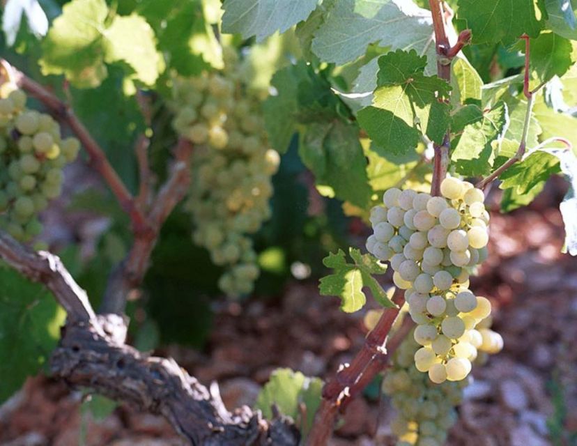 Kefalonia: Private Wine Tasting with Vineyard Tour - Who will get the most from this tour