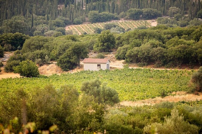 Kefalonia Wine Adventure with 18 Wine Tastings in 3 Wineries - Divino Wines and Vinegar adds olive oil to the picture