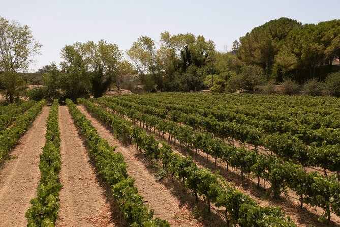 Kefalonia Wine Adventure with 18 Wine Tastings in 3 Wineries - The guide makes the difference
