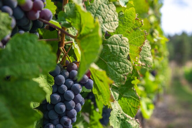 Kelowna Bachelorette Wine Tour Full Day Guided With 5 Wineries - What the guide adds to the day