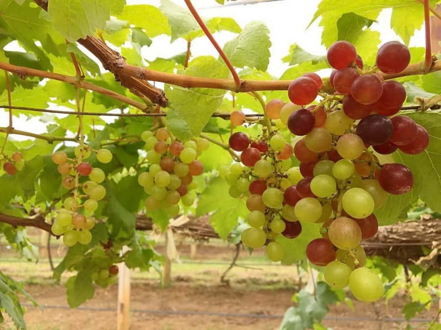 Khao Yai Vineyard Tasting Tour & Horse Farm Visit - Practical details for a smoother day