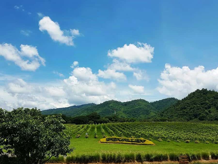 Khao Yai Vineyard Tasting Tour & Horse Farm Visit - From Bangkok to Khao Yai wine country