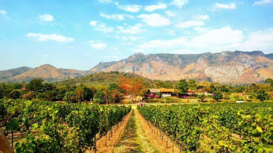 Khao Yai Vineyard Tasting Tour & Horse Farm Visit - Thai wine tasting with an important detail to check