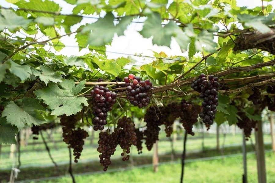 Khao Yai Vineyard Tasting Tour & Horse Farm Visit - The horse farm is more than a riding stop