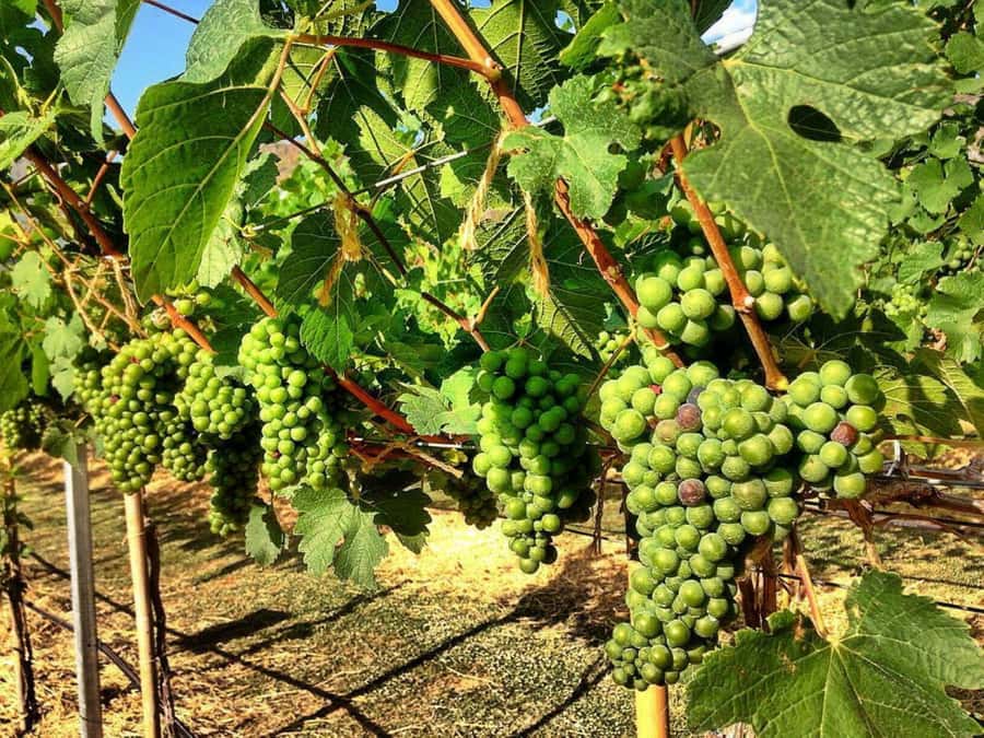 Khao Yai Vineyard Tasting Tour & Horse Farm Visit - What to wear for the riding session