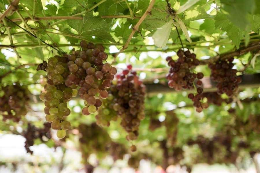 Khao Yai Vineyard Tasting Tour & Horse Farm Visit - Is the $189 price fair?