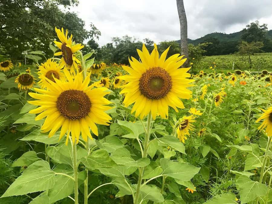 Khao Yai Vineyard Tasting Tour & Horse Farm Visit - Who will enjoy this day most?