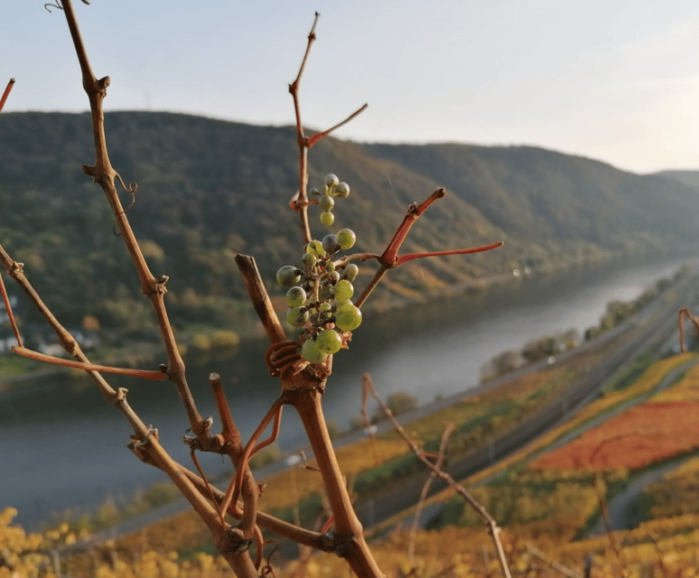 Koblenz: The Living Vineyard, Nature & Wine Enjoyment - Reading the vineyard beyond the grapevines