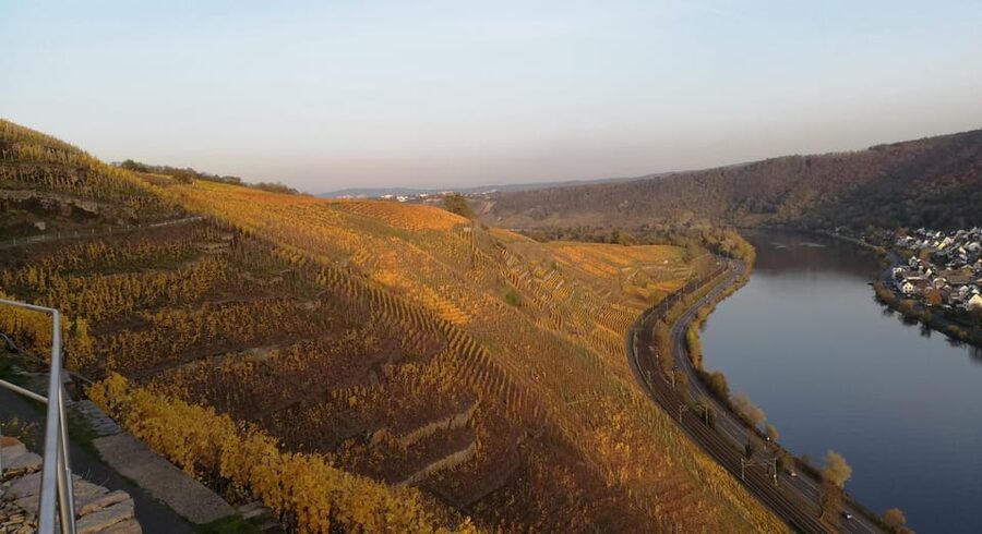 Koblenz: The Living Vineyard, Nature & Wine Enjoyment - Understanding slate, sun, and Moselle Riesling